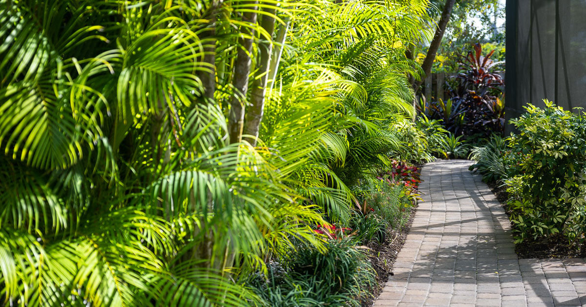 5 Tricks To Landscaping With Palm Trees Near Sarasota Fl